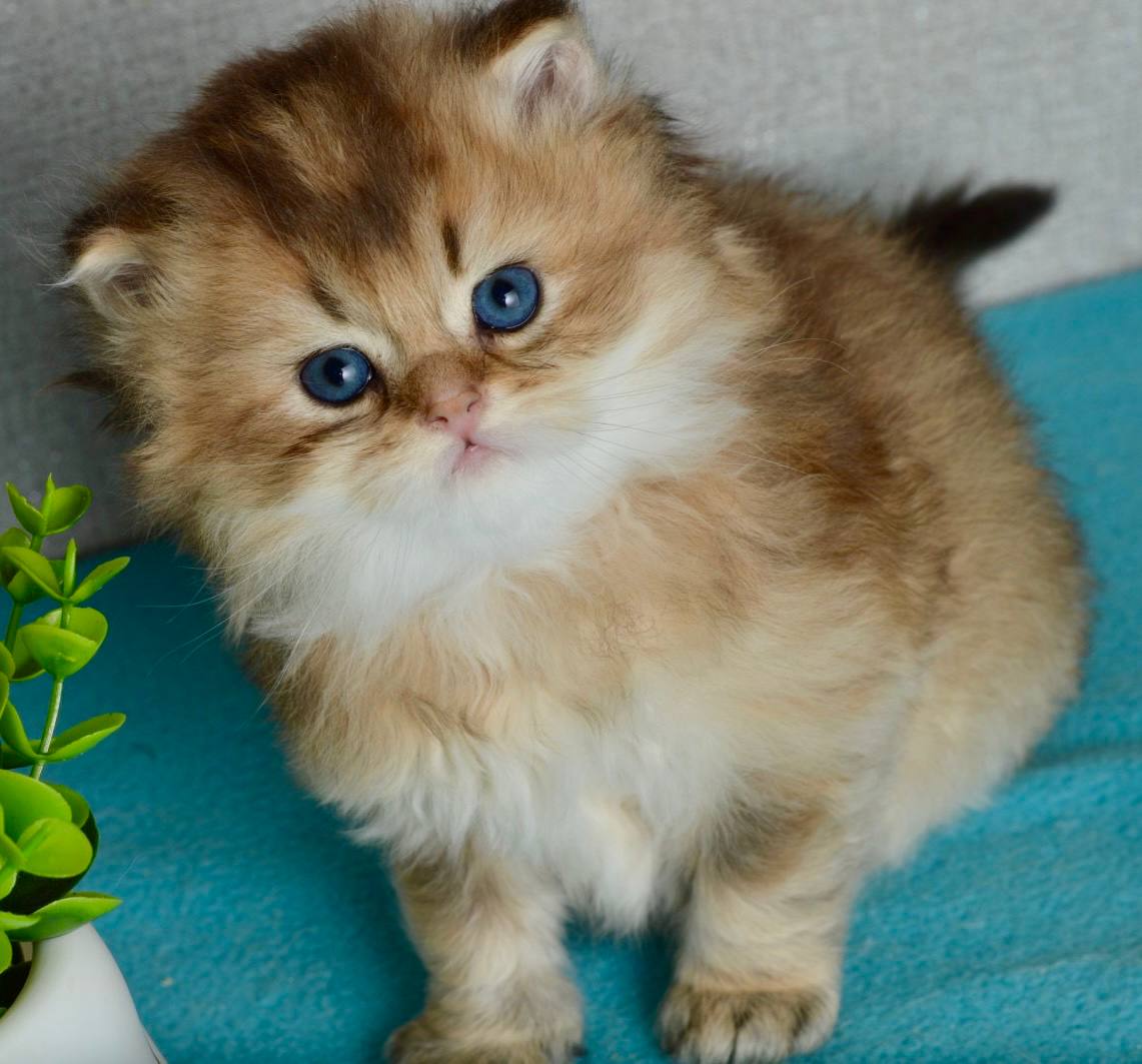 
                  
                    Sultan
                  
                