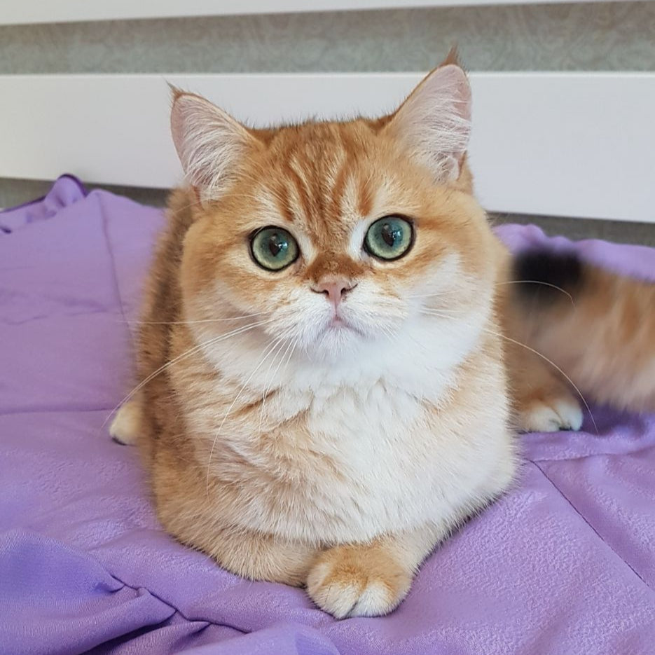 
                  
                    Olaf
                  
                