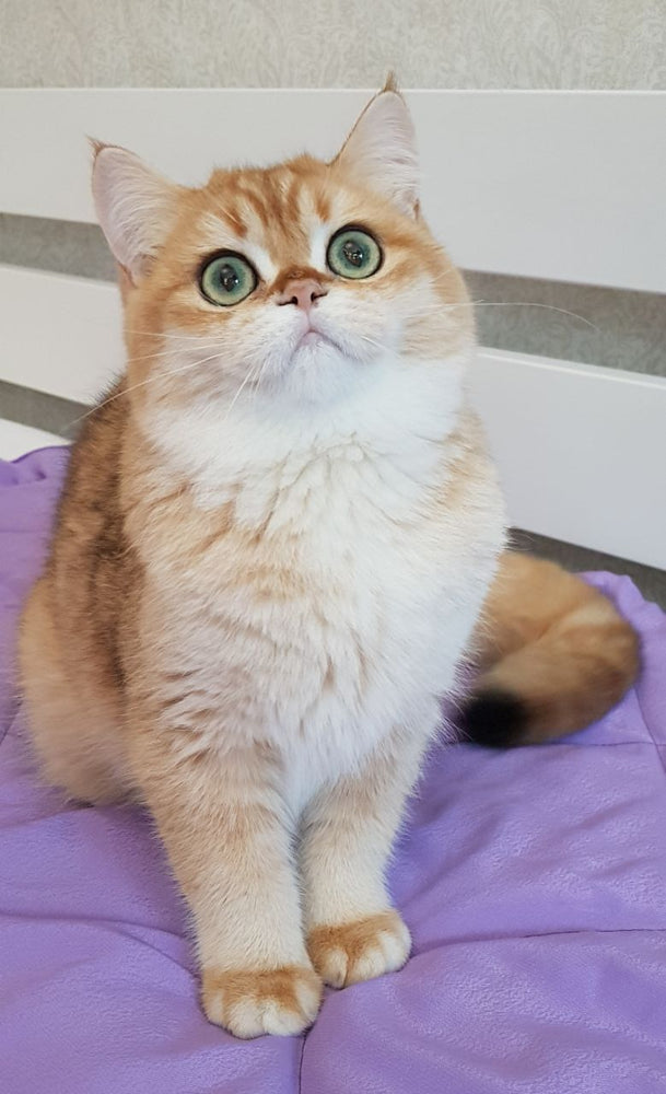 
                  
                    Olaf
                  
                