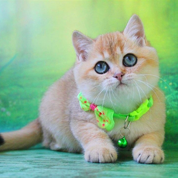 Kitty