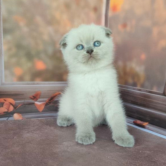 Lila