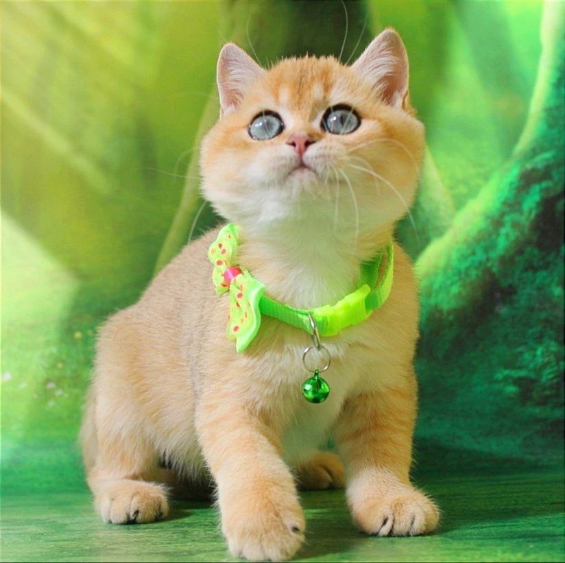 
                  
                    Kitty
                  
                