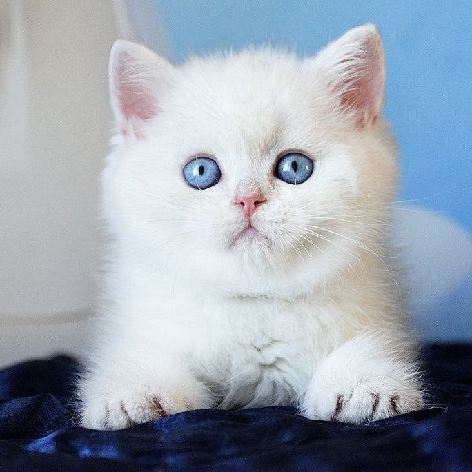 
                  
                    Topaz
                  
                