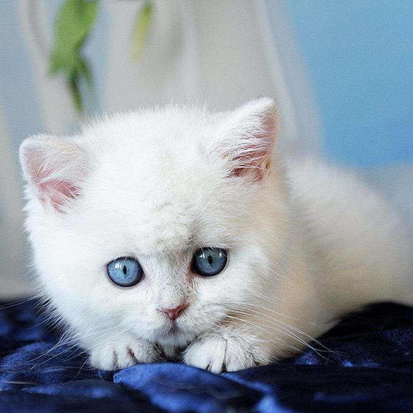 
                  
                    Topaz
                  
                