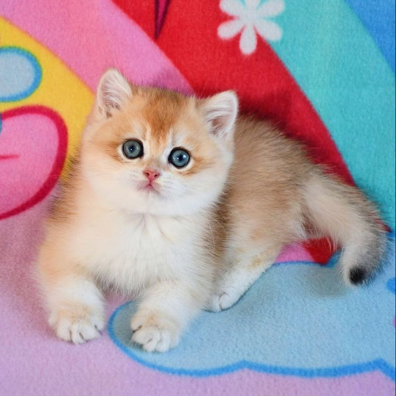 Leo