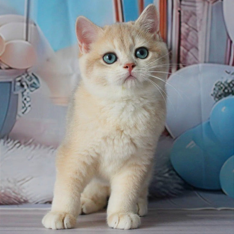 
                  
                    Sultan
                  
                