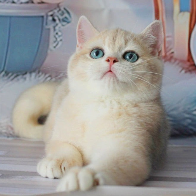 Sultan