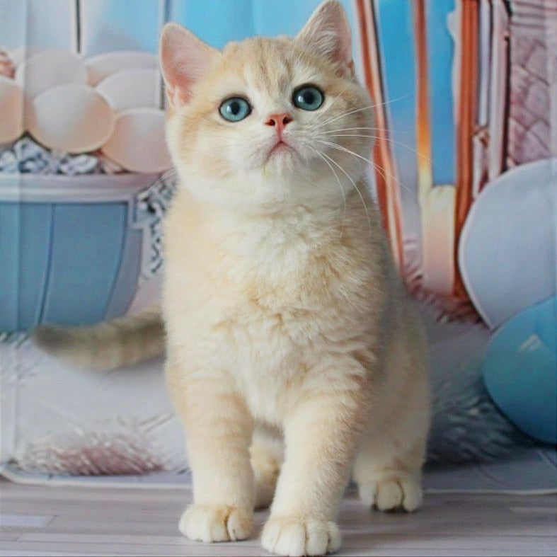 
                  
                    Sultan
                  
                