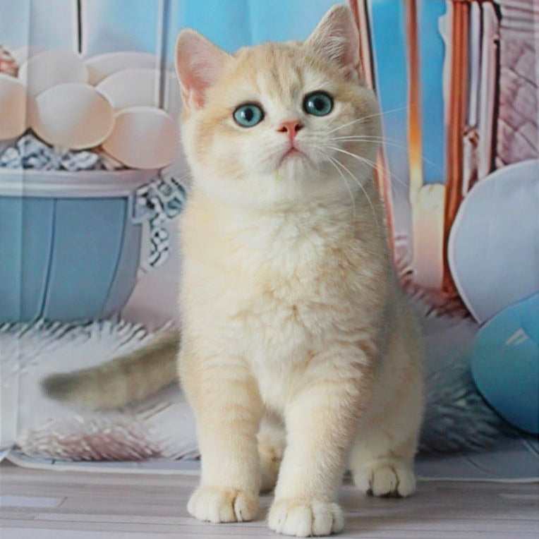 
                  
                    Sultan
                  
                