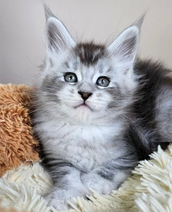 
                  
                    Felix
                  
                