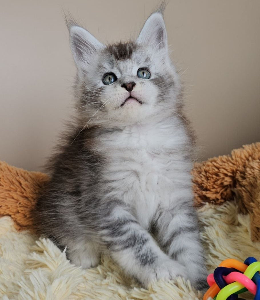 
                  
                    Felix
                  
                