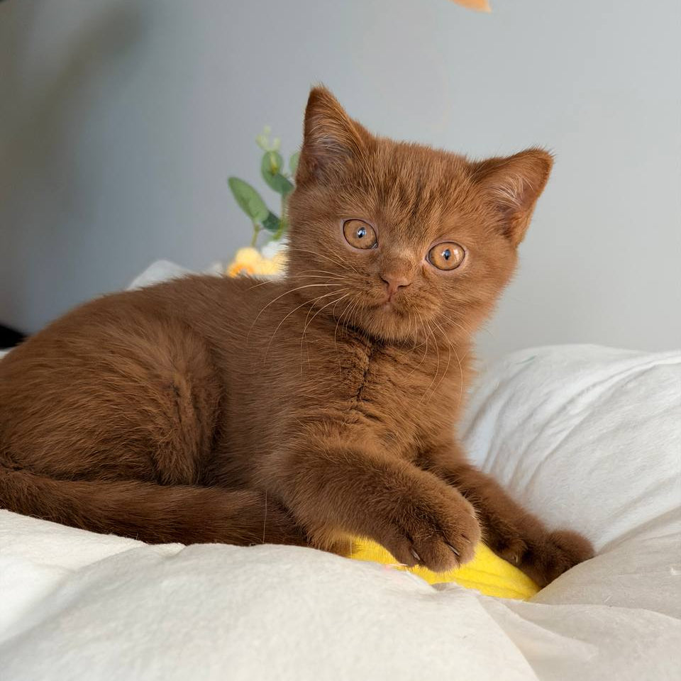 
                  
                    Sophie
                  
                