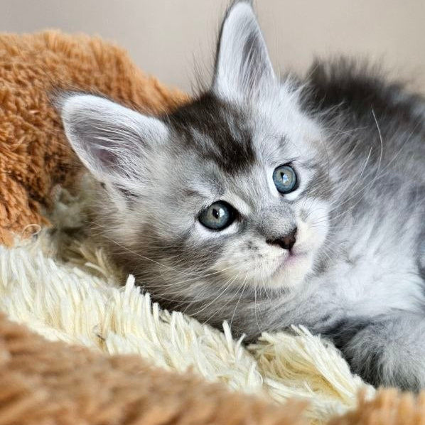 
                  
                    Felix
                  
                