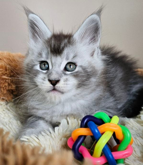 
                  
                    Felix
                  
                
