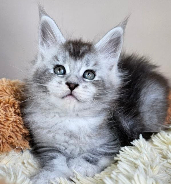 
                  
                    Felix
                  
                