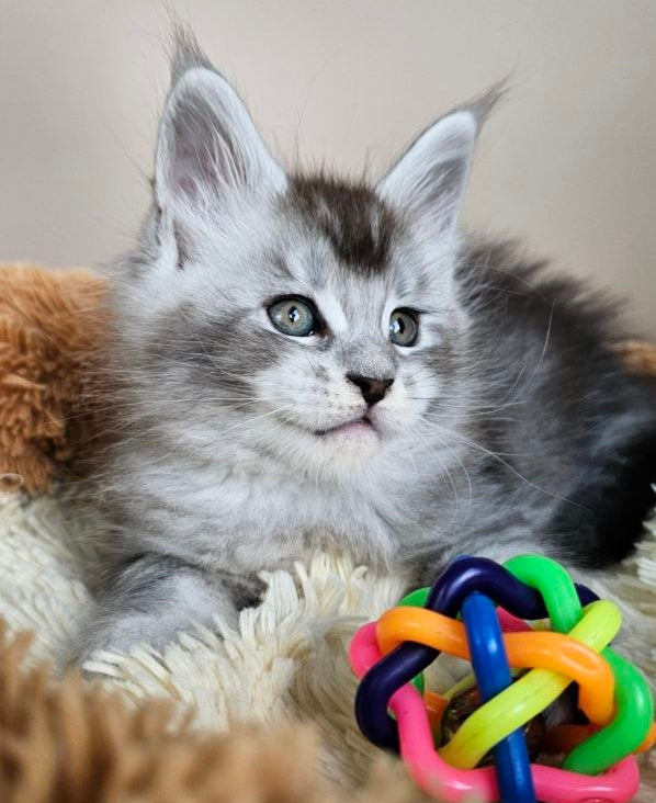 
                  
                    Felix
                  
                