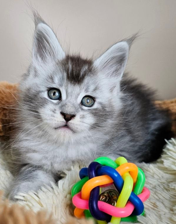 
                  
                    Felix
                  
                