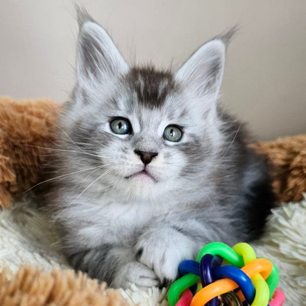 
                  
                    Felix
                  
                