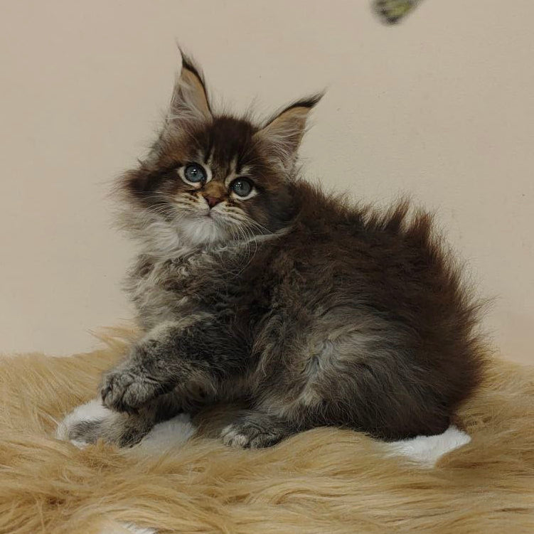 
                  
                    Sebastian
                  
                