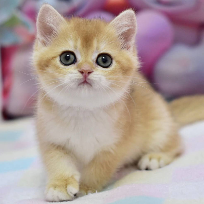 Fluffy