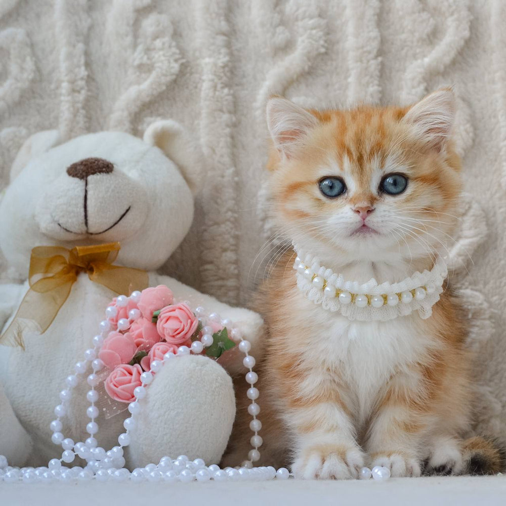 Ginger