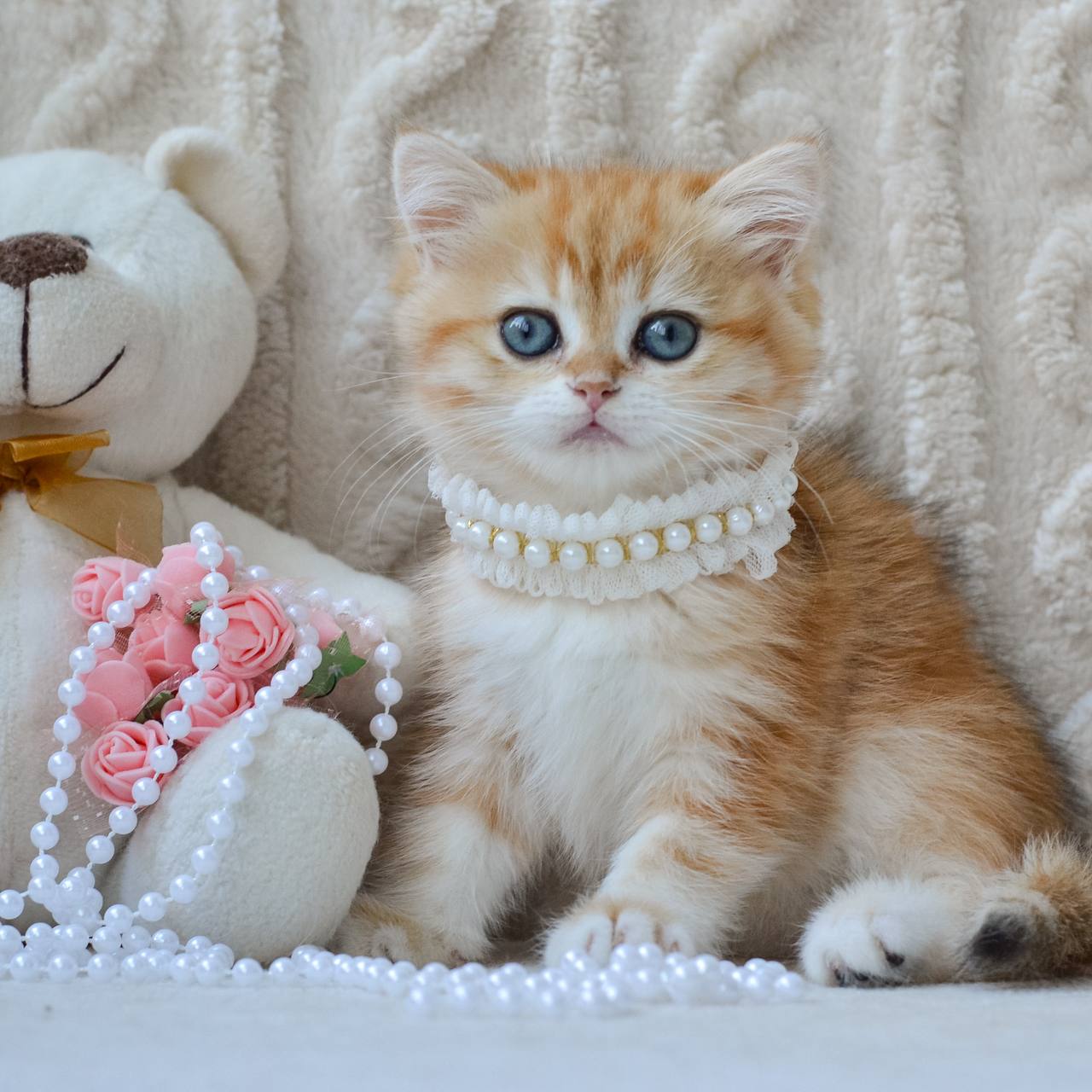 
                  
                    Ginger
                  
                