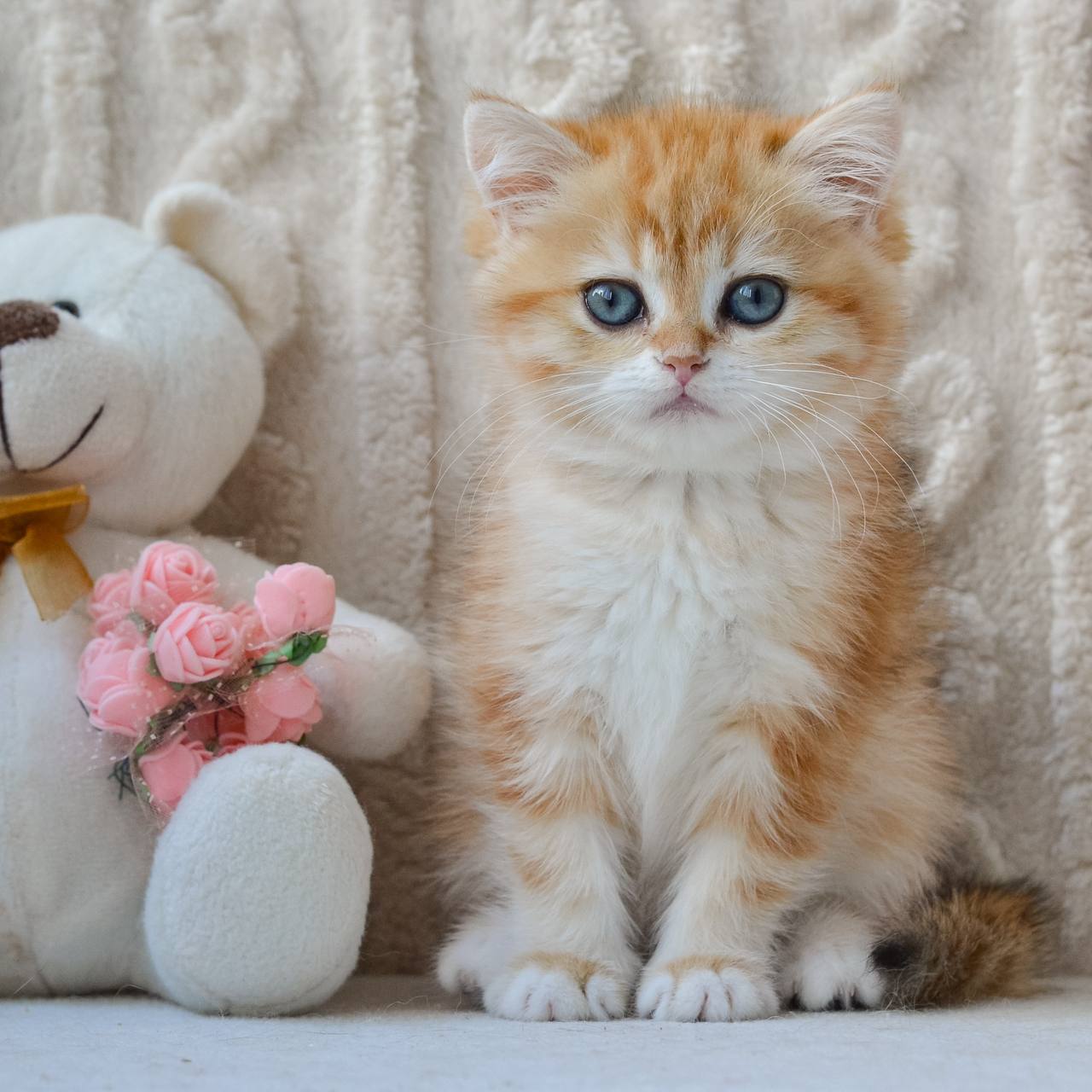 
                  
                    Ginger
                  
                