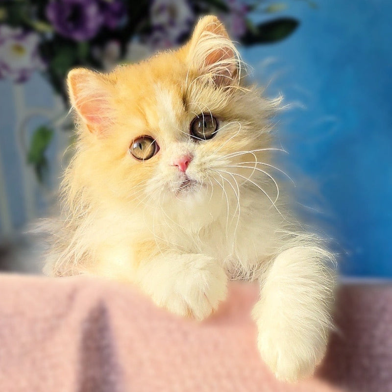 Dexter