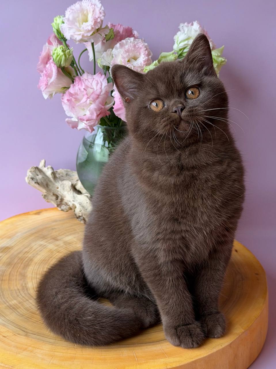 
                  
                    Elsa
                  
                