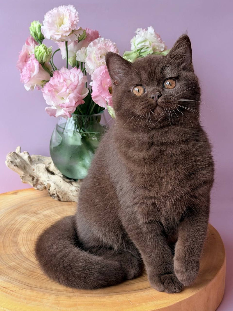Elsa