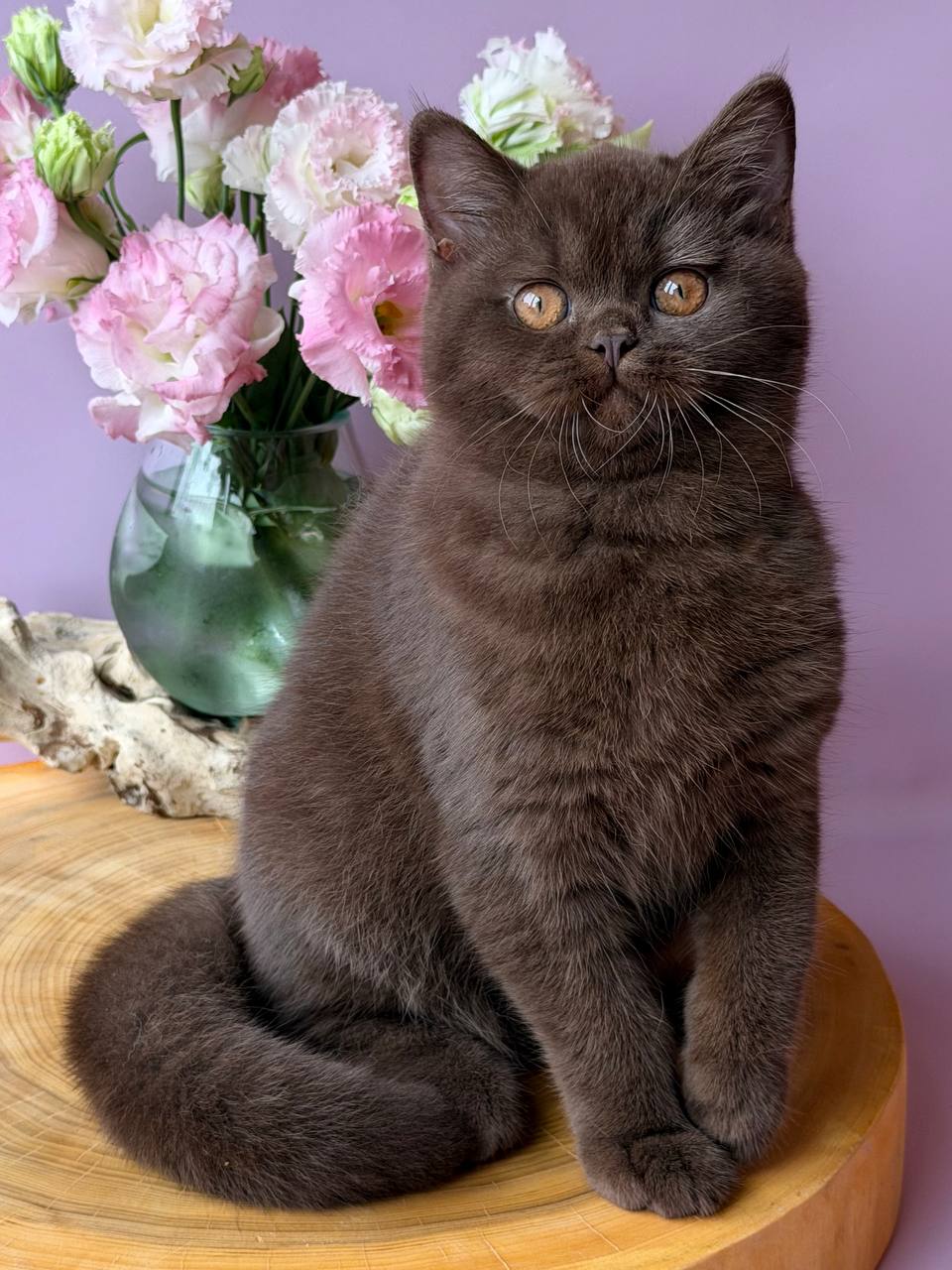 
                  
                    Elsa
                  
                