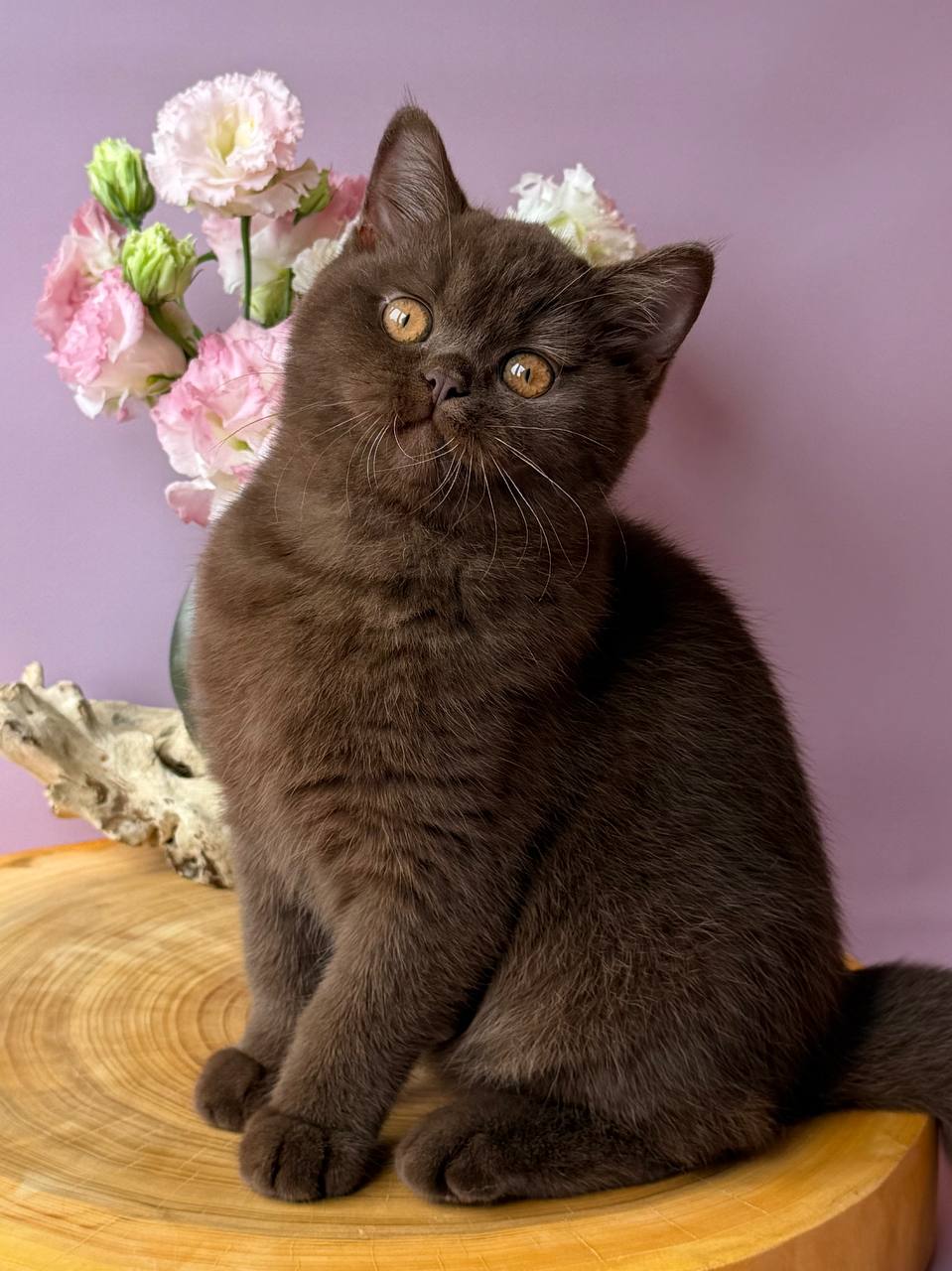 
                  
                    Elsa
                  
                