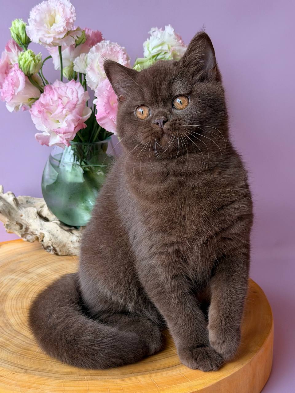 
                  
                    Elsa
                  
                