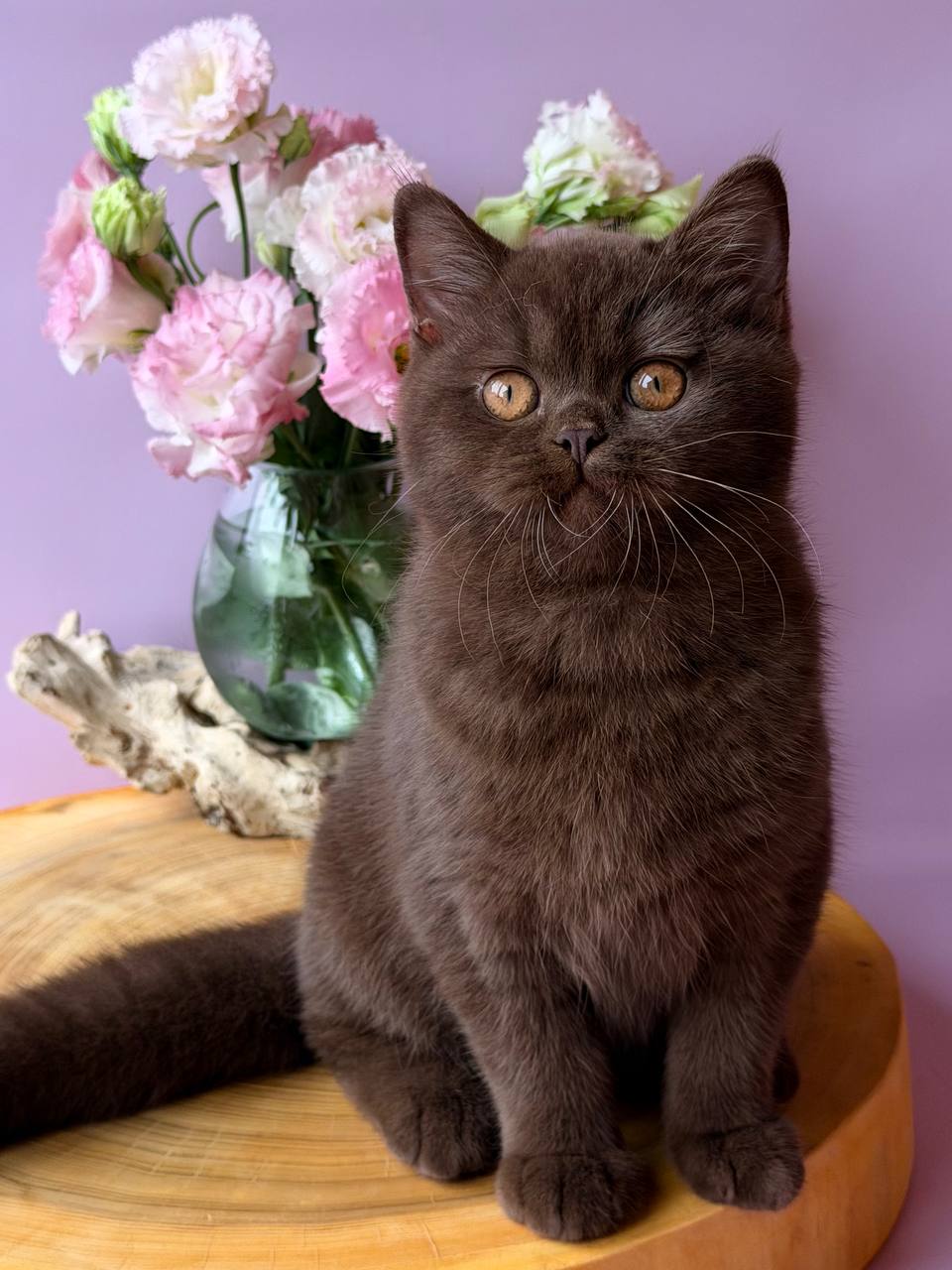 
                  
                    Elsa
                  
                