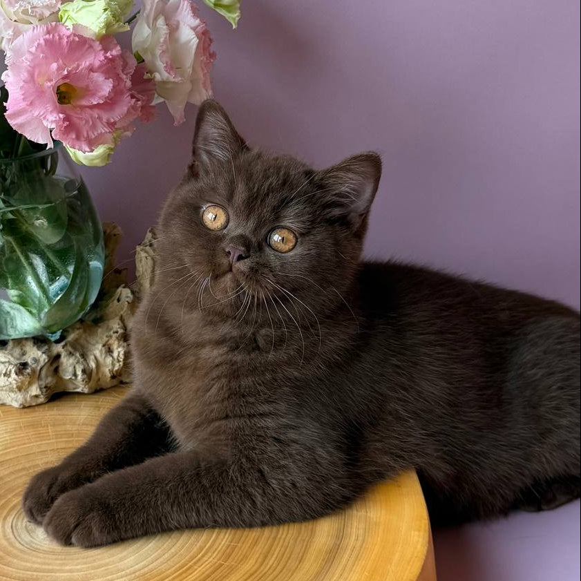 
                  
                    Elsa
                  
                