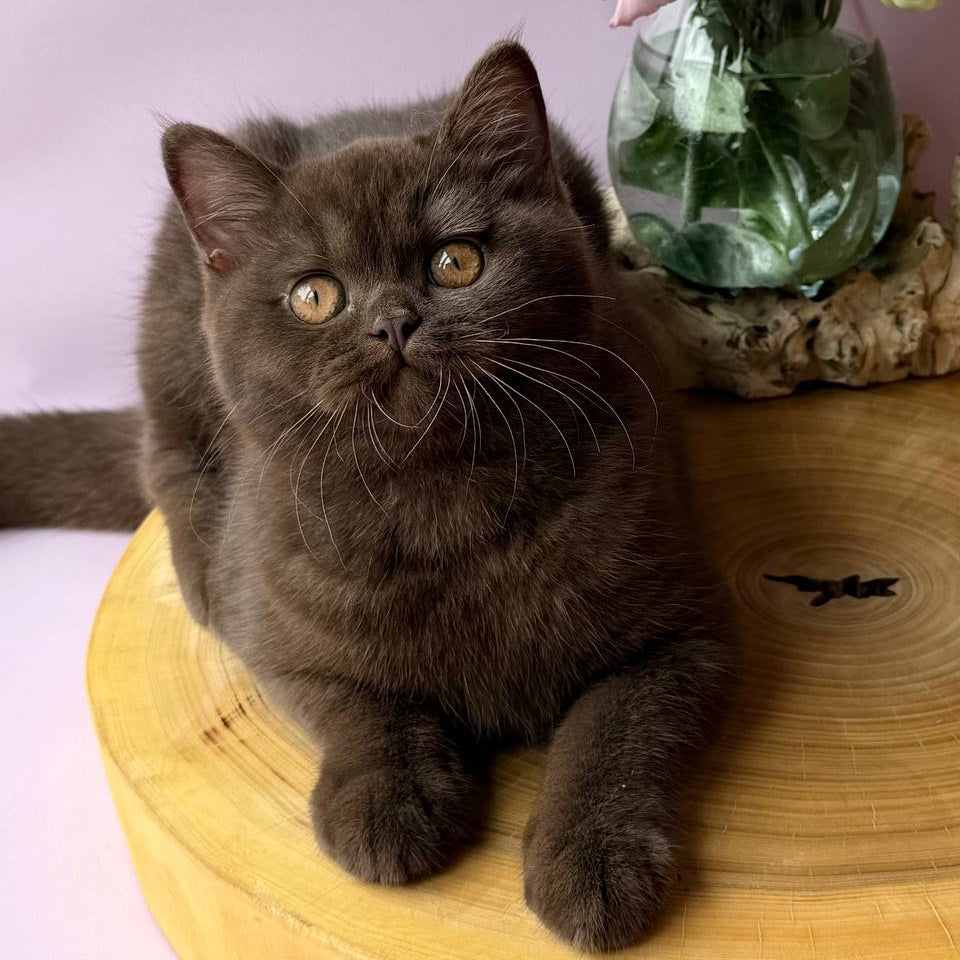 
                  
                    Elsa
                  
                