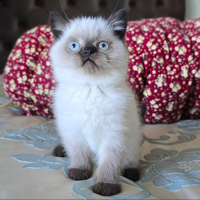 Freya