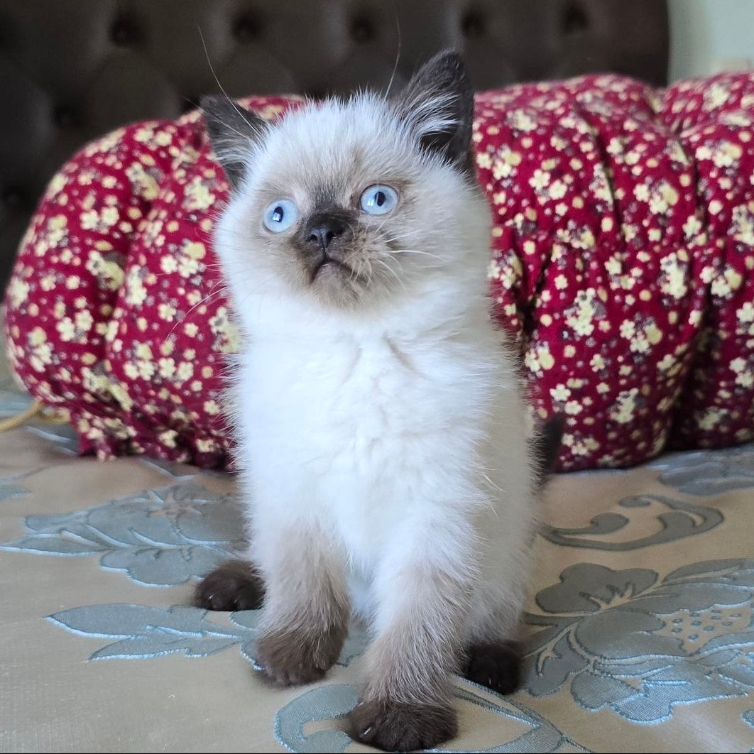 
                  
                    Freya
                  
                