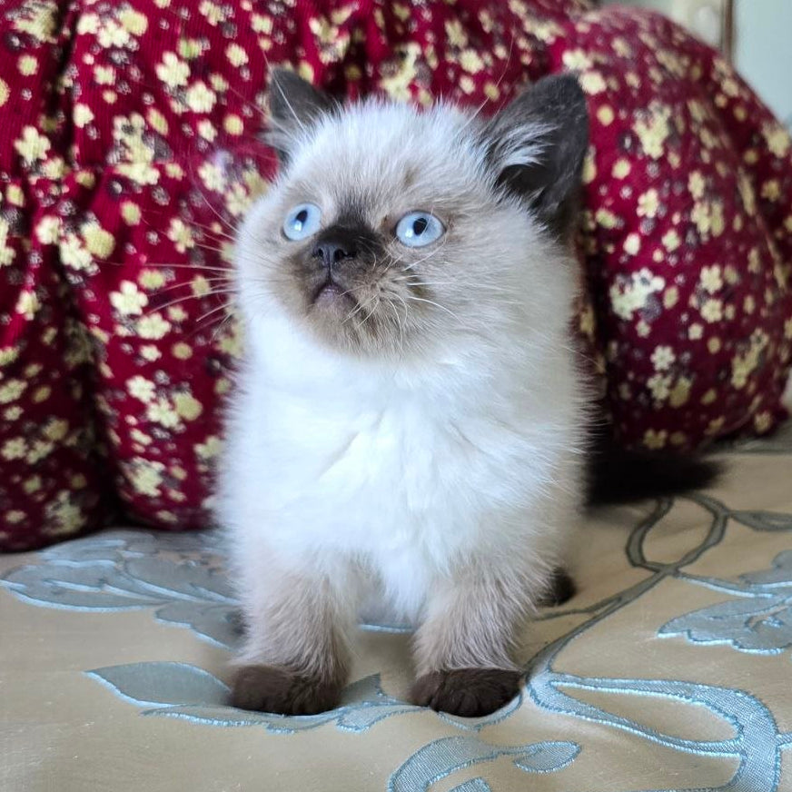 
                  
                    Freya
                  
                