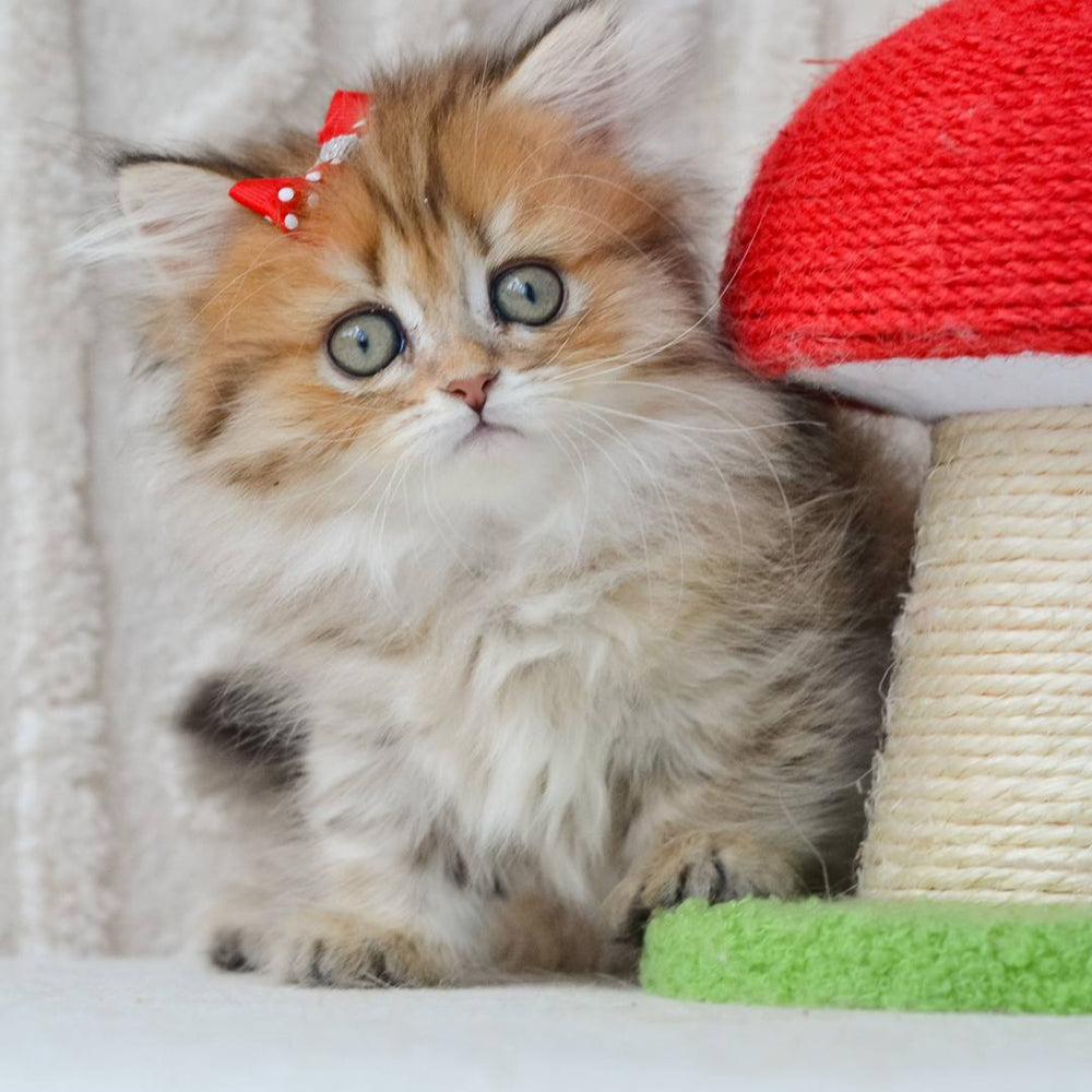 Fluffy