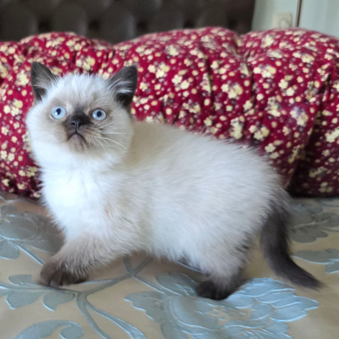 
                  
                    Freya
                  
                