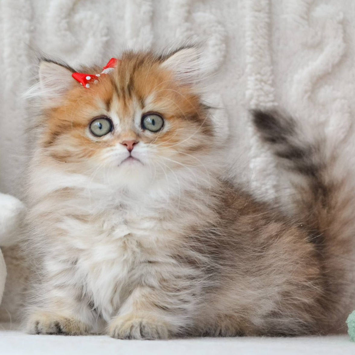 
                  
                    Fluffy
                  
                