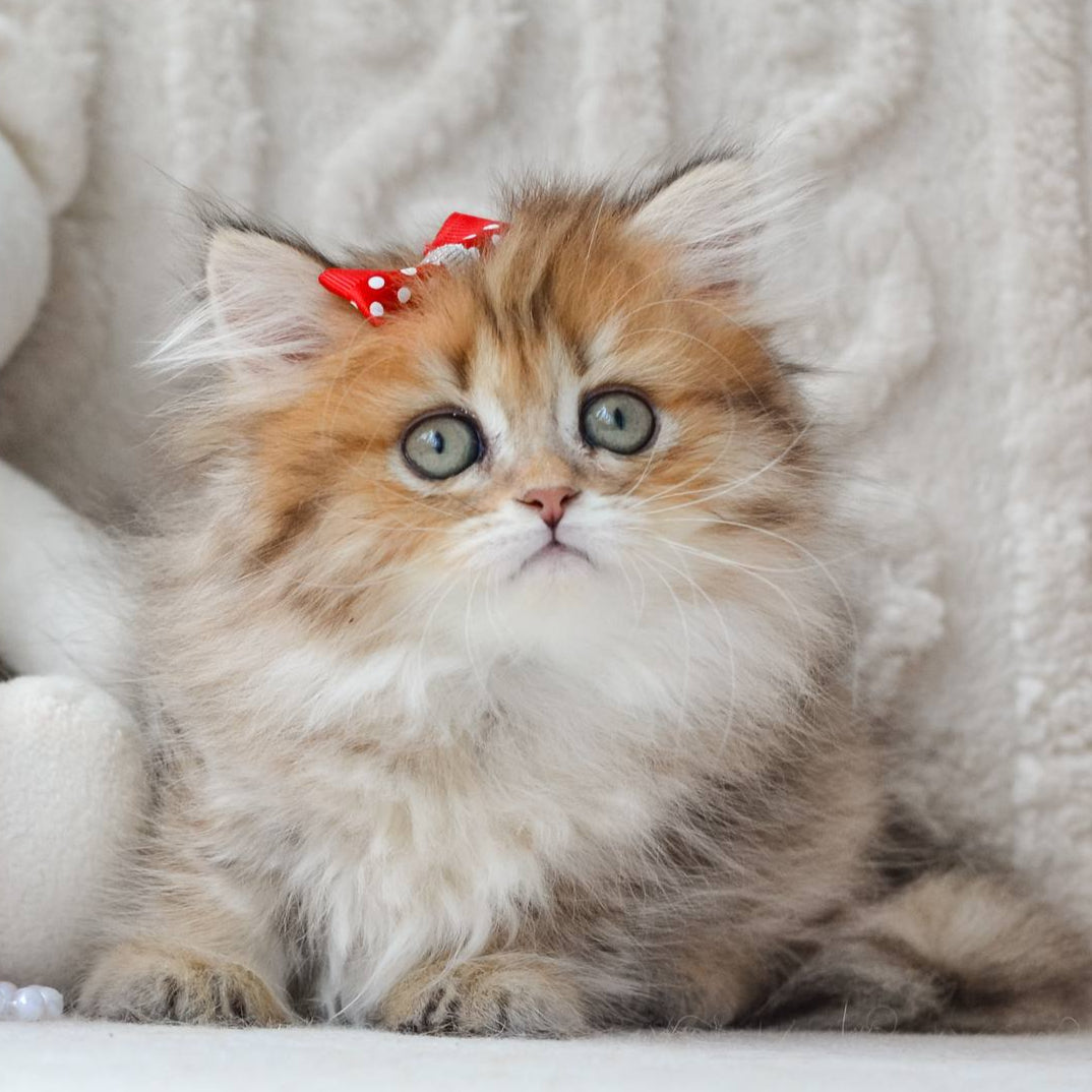 
                  
                    Fluffy
                  
                
