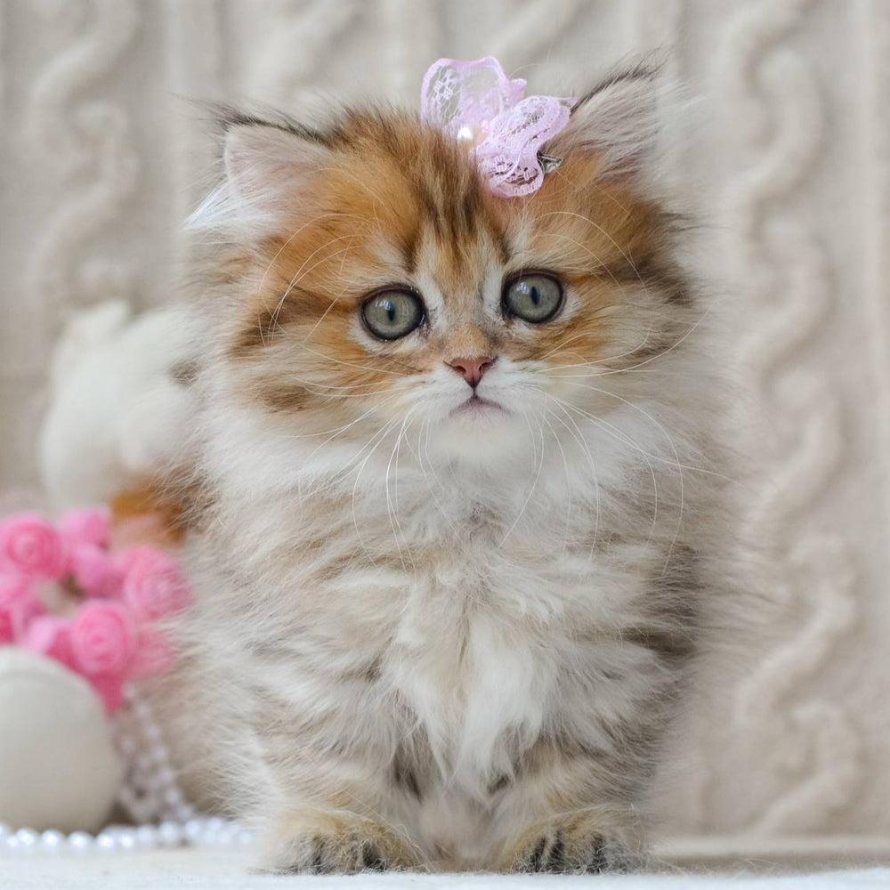 
                  
                    Fluffy
                  
                