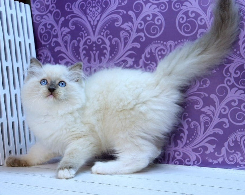 
                  
                    Wanda
                  
                