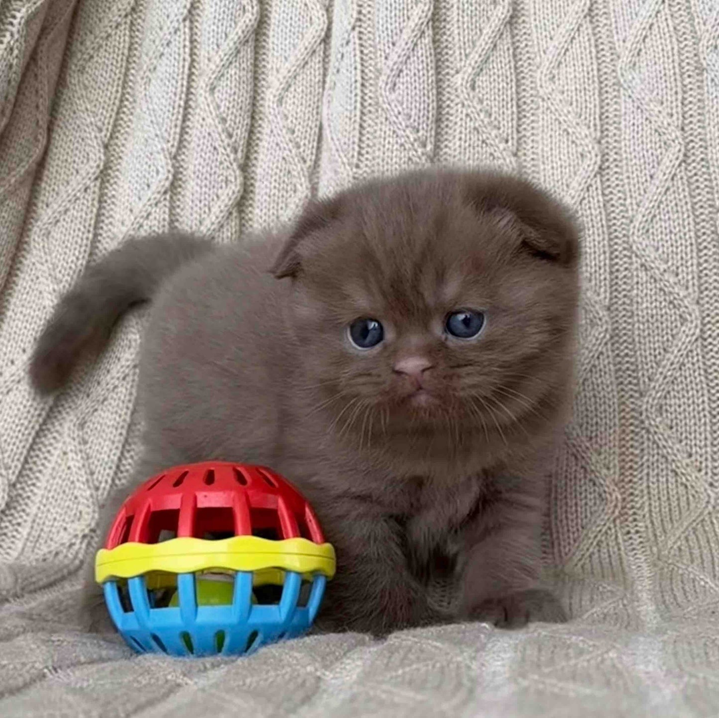 
                  
                    William
                  
                