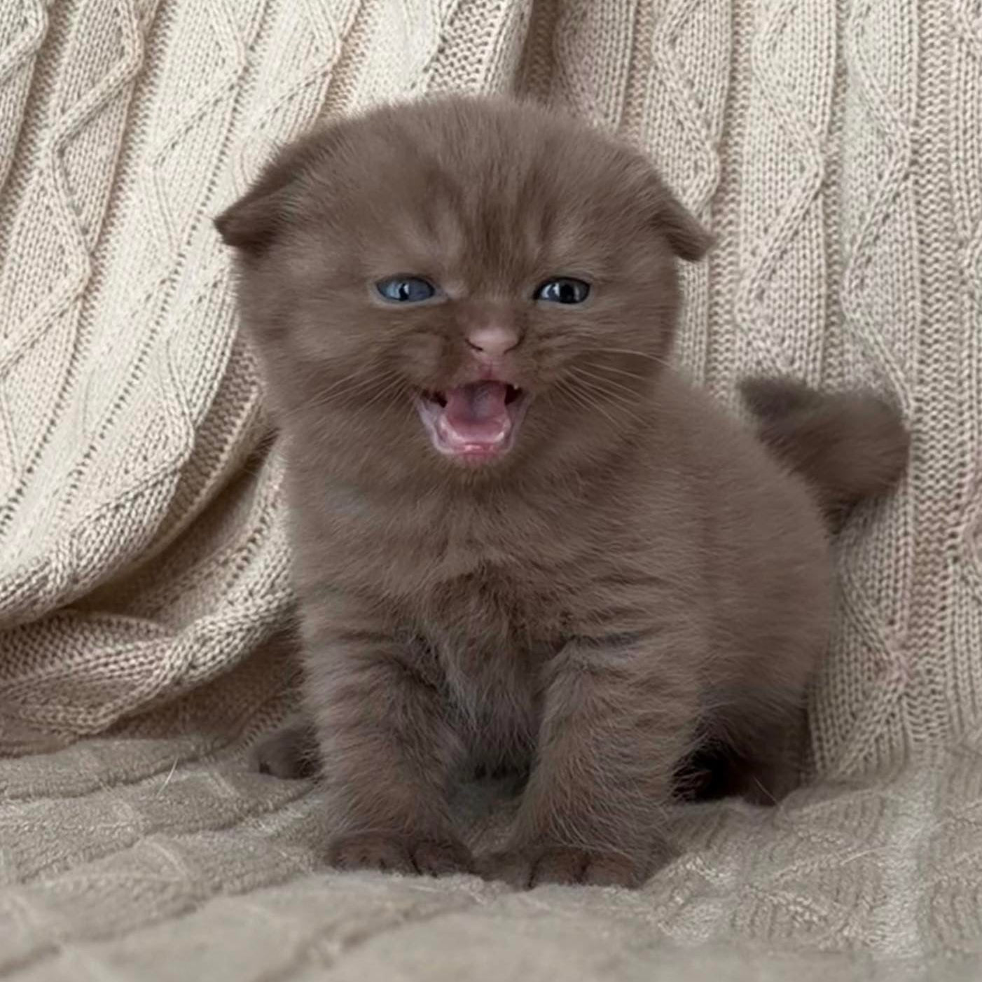 
                  
                    William
                  
                