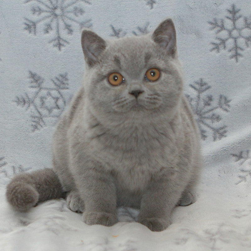 Oliver