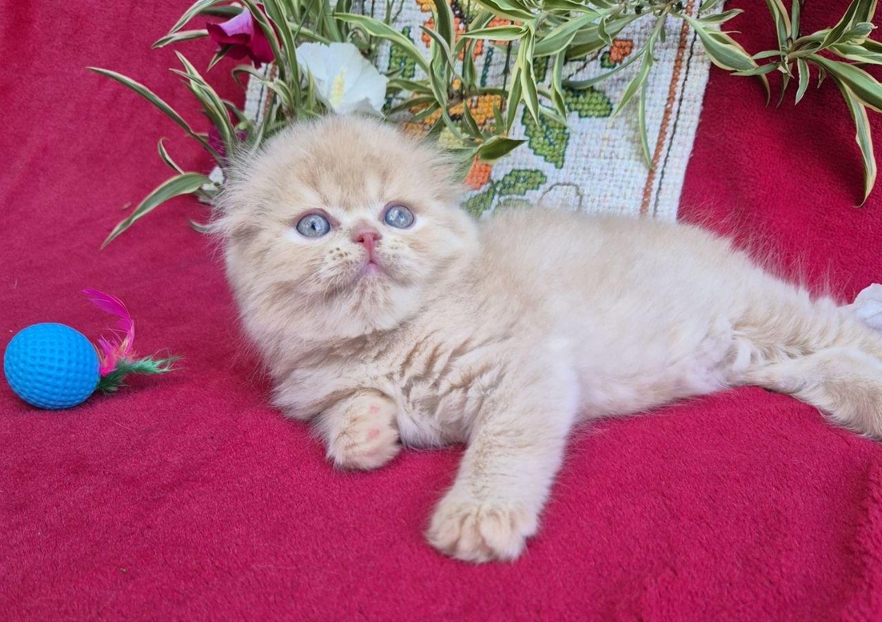 
                  
                    Milo
                  
                