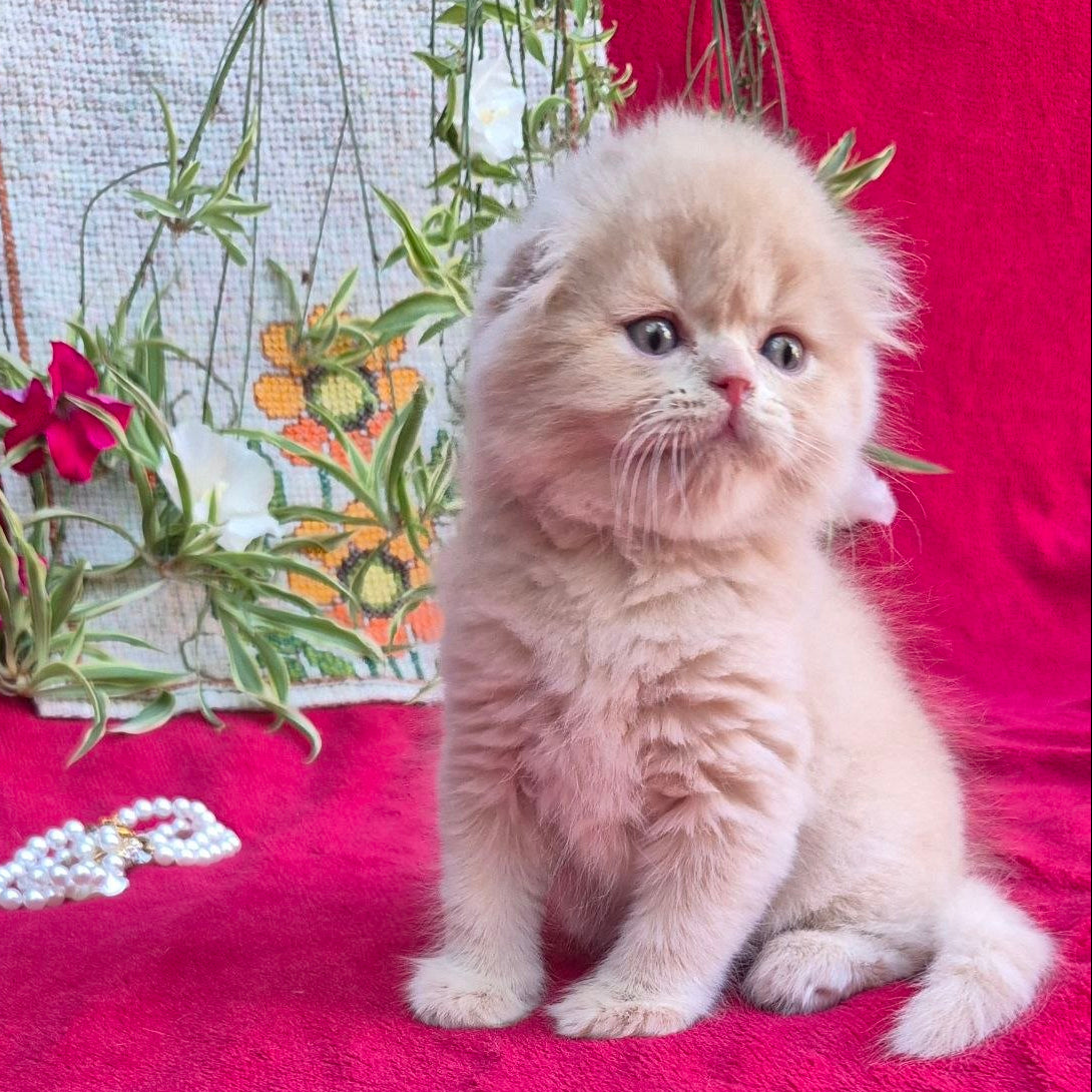 
                  
                    Milo
                  
                